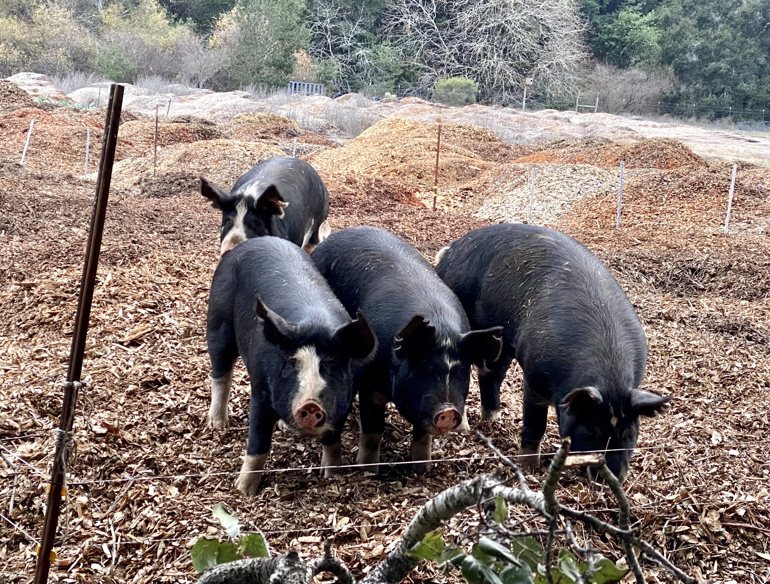 หมูเบิร์กเชียร์ในฟาร์ม เห็นลายเฉพาะตัวชัดเจน คือขนดำล้วนแต่มีสีขาวที่หน้า เท้าทั้งสี่ และปลายหาง