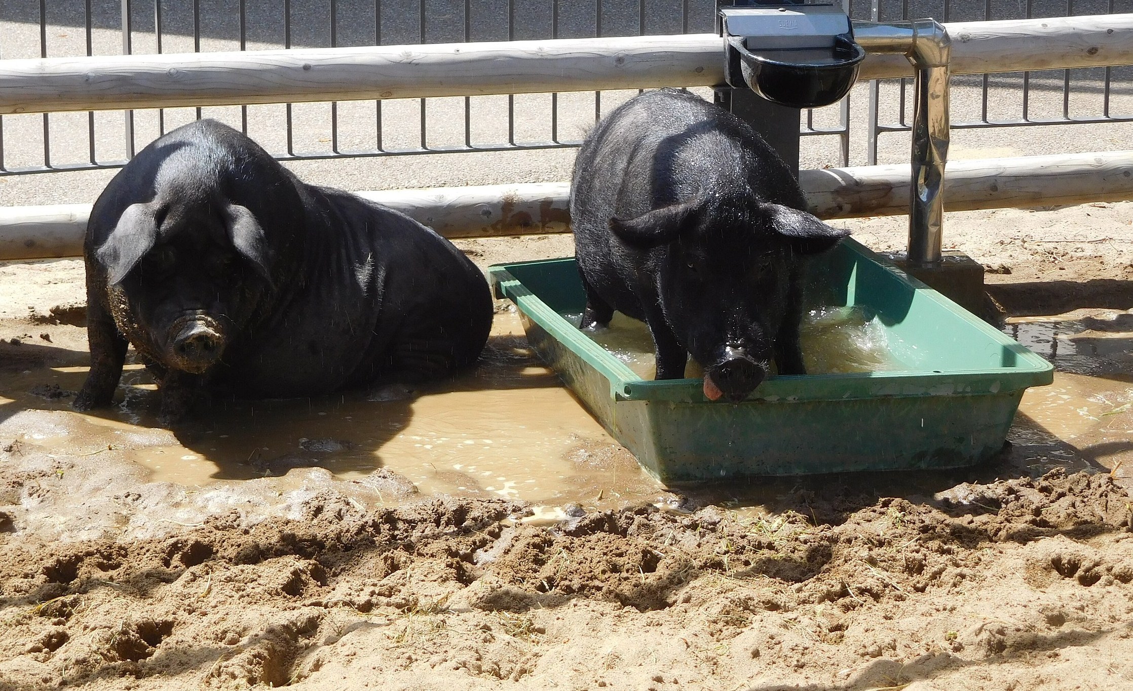 หมูอากุสองตัวลงแช่น้ำคลายร้อน พันธุ์พื้นเมืองโอกินาวะตัวเล็ก ขาสั้น และหลังแอ่น