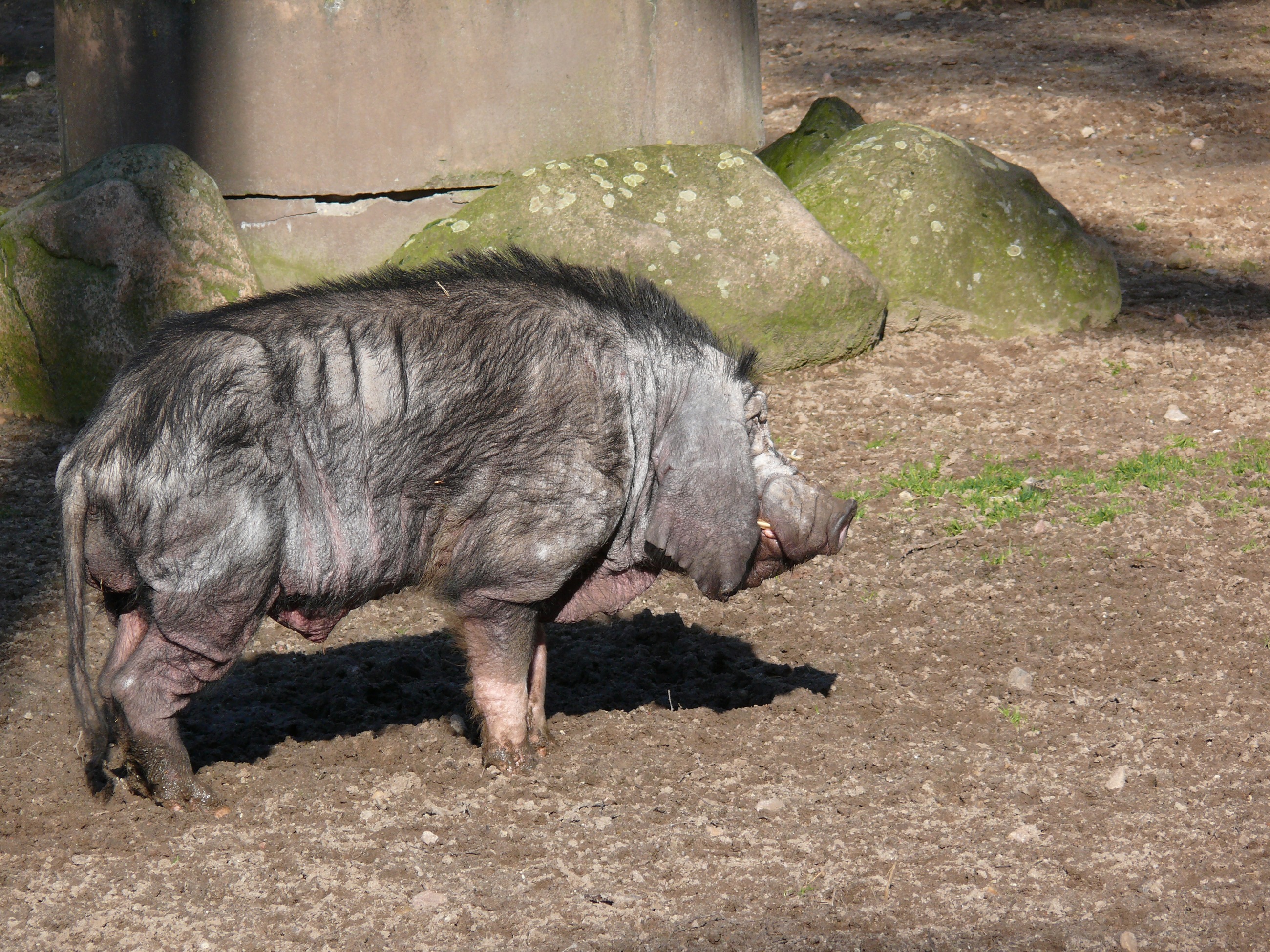 หมูเหมยซาน พันธุ์จีนที่หน้าย่นและหูตกเป็นเอกลักษณ์ ต้นทางหนึ่งของหมูดำในไทย