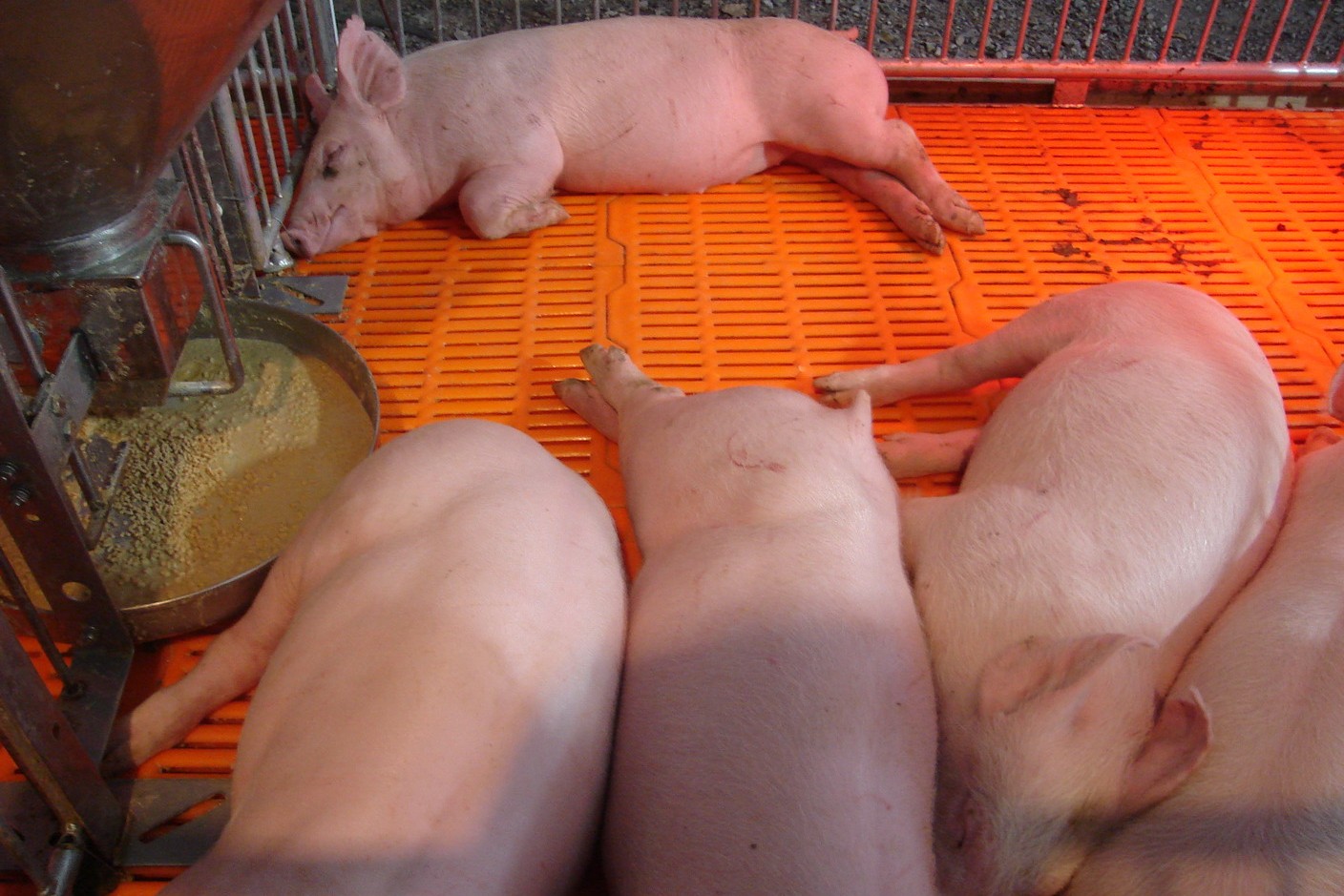 หมูขาวลูกผสมเชิงพาณิชย์ในฟาร์มระบบปิดที่เชียงใหม่ หมูส่วนใหญ่ของประเทศเป็นแบบนี้