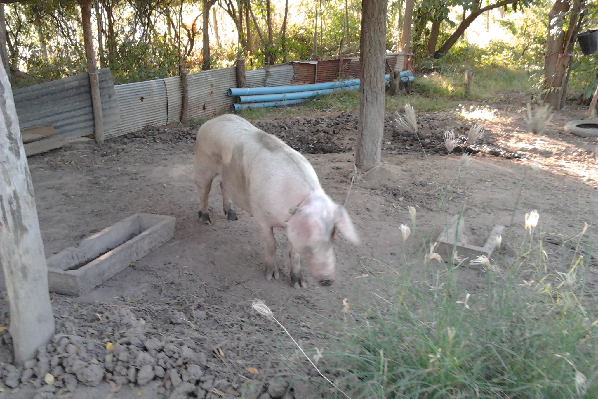 หมูเลี้ยงปล่อยในลานดินของไร่รายย่อย ต้นทางของหมูหลุมและหมูอินทรีย์ที่เชฟต้องขับรถไปหาถึงฟาร์มเอง